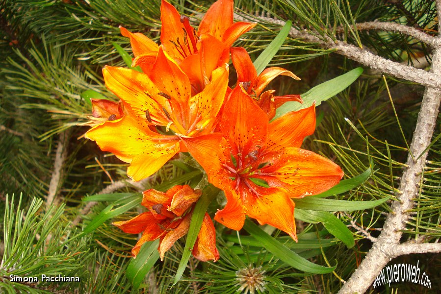 16 Splendido giglio rosso multiplo.JPG